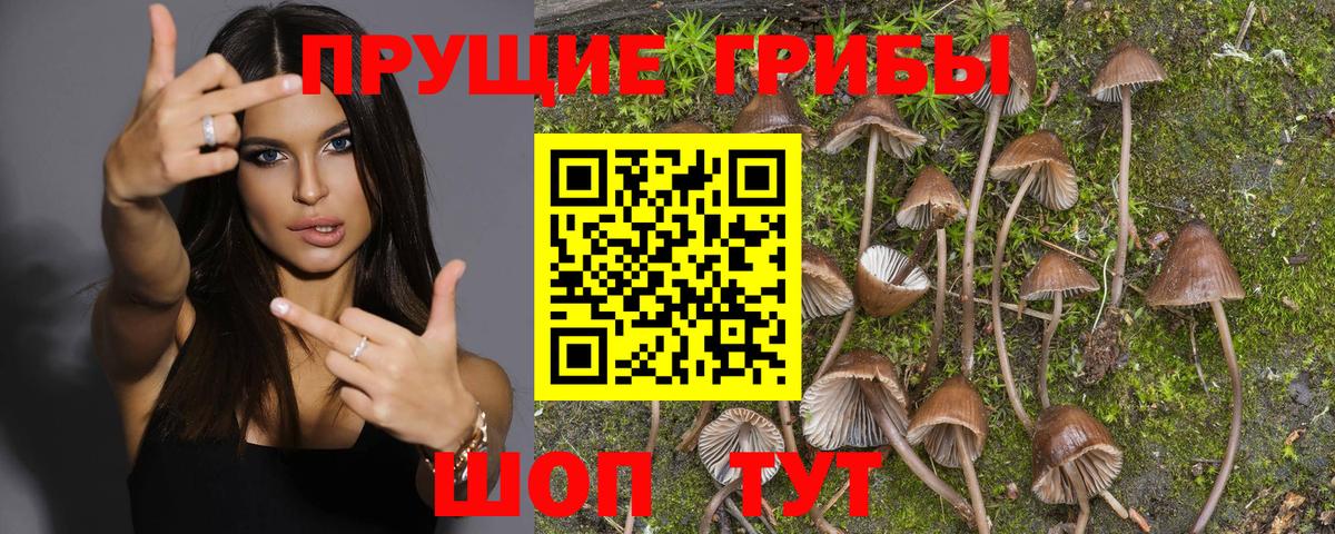 Псилоцибиновые грибы Cubensis  Вичуга 